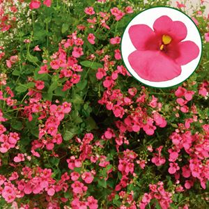 Bild von Diascia P12 Rose